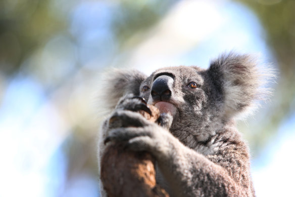 Drought, fire and flood ... and koalas are facing extinction.