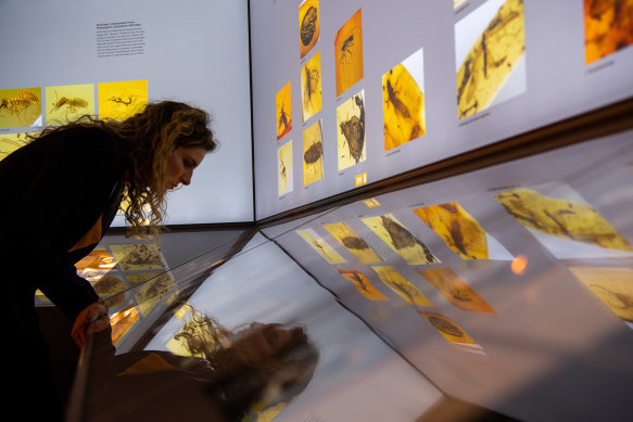 A woman looks at the large national exhibition “Life in the Amber Forest” in the Natural History Museum in Stuttgart.