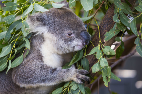 Koala populations continue to be threatened by several factors. 