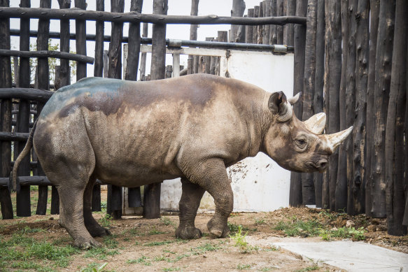 About 5500 black rhinos remain in the wild. This one arrived at Akagera National Park in Rwanda in June this year.