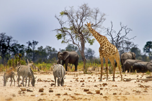 Hwange National Park is rich with game.