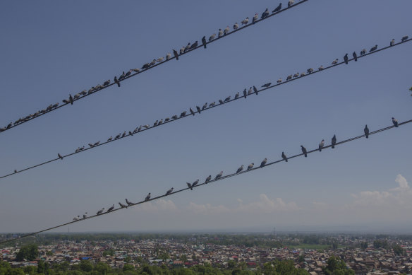 Pigeons rest on wires of a cable car in Srinagar, Indian-controlled Kashmir.