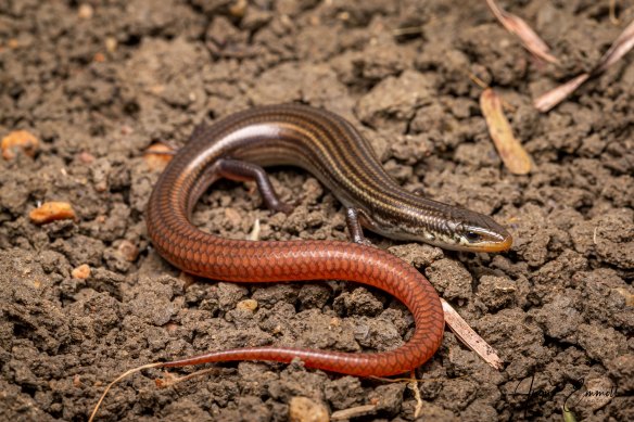 The elusive Lyon’s Grassland Striped Skink lives in the cracks of blacksoil country.