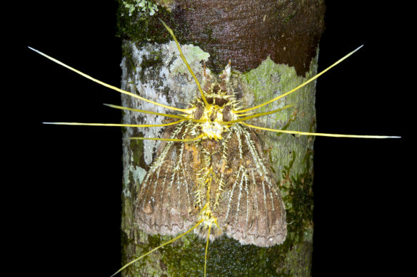 A moth is taken over by a Cordyceps fungus in the Ecuadorian Amazon.
