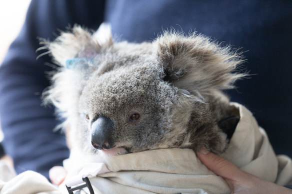 Vulnerable: A koala at Gunnedah in NSW.
