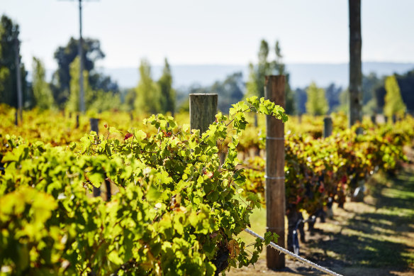 Wineries just a short drive from the city at Swan Valley.