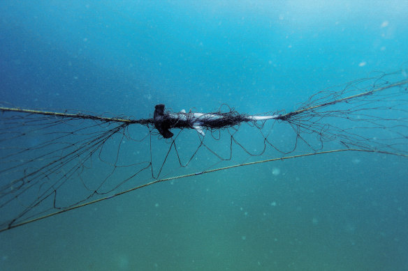 A hammerhead caught in a shark net at Sydney’s Palm Beach in 2019.