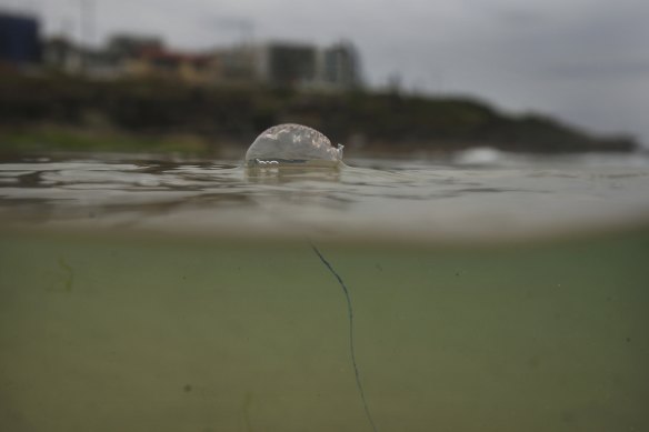 A bluebottle just off the sand at Maroubra on Saturday.