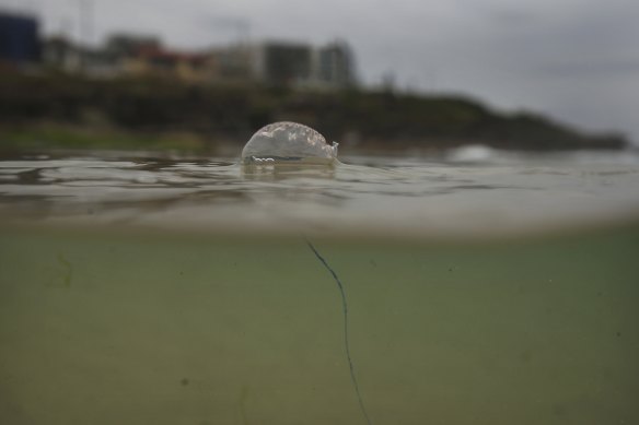 Bluebottle 'epidemic': thousands stung as record numbers swarm Queensland  beaches, Queensland