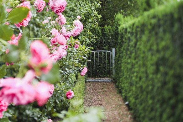 A pathway hedged by fir and pink roses creates privacy with a splash of colour.
