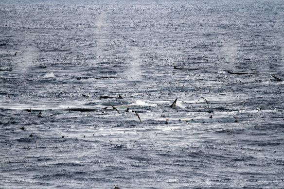 Once hunted to the brink of extinction, fin whales in the Southern Ocean have rebounded and returned to their historic feeding grounds.