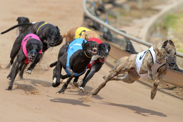 John-Paul Langbroek owns shares in greyhounds.