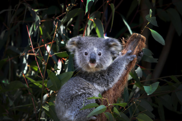 Koala protection has been a trigger for several clashes within the NSW coalition, and arguably the differences are yet to be narrowed.