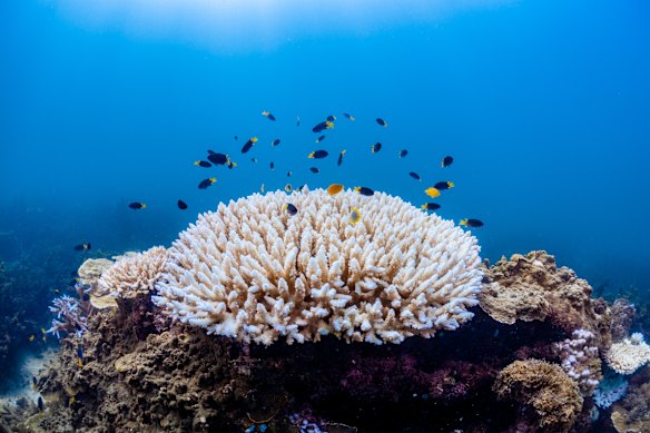 Half-moon damsels (Neopomacentrus bankieri), lemon damsels (Pomacentrus moluccensis), and juvenile golden butterflyfish (Chaetodon aureofasciatus) swim along a bleached Acropora coral.