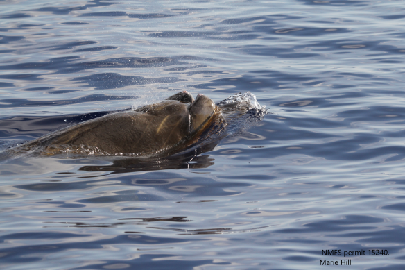 Several strandings of beaked whales have happened at the same time as naval exercises in the Mariana Archipelago.