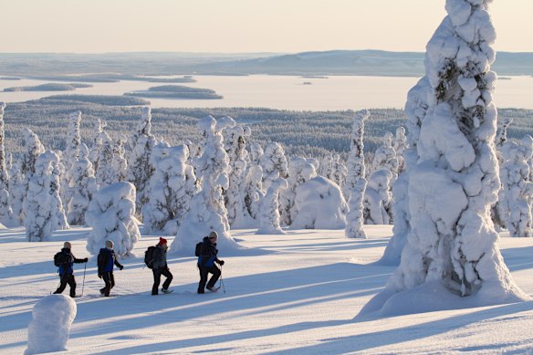 The snow-covered trees of Riisitunturi National Park.
