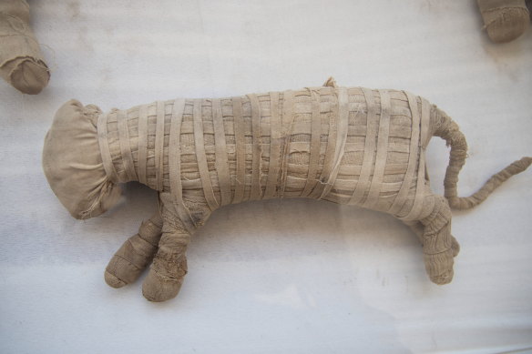 A mummified cat is displayed after it was excavated in Saqqara, south of Cairo.