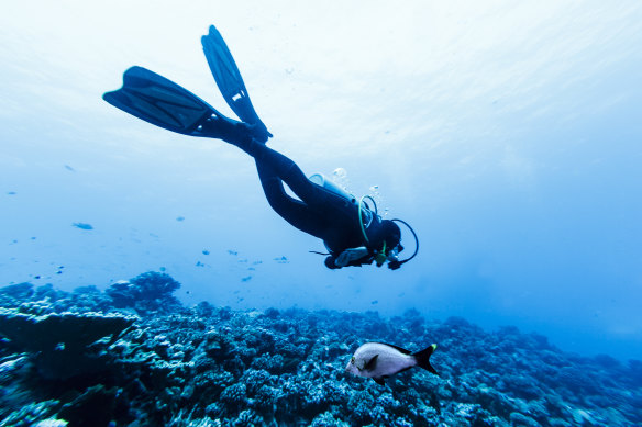 Tiputa Pass features the highest concentration of sharks on Earth.