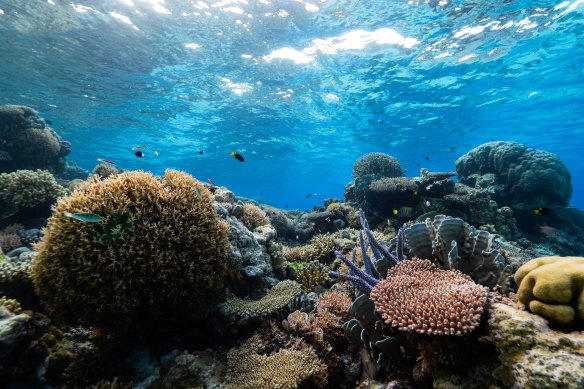 The beauty of Scott Reef, in never-before seen photos.