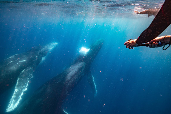 Swim next to these gentle giants with Sunreef Mooloolaba.