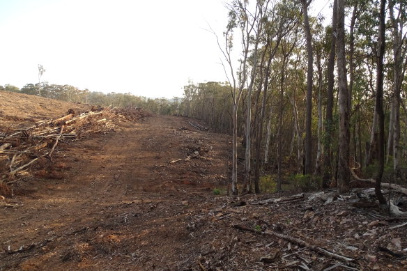 Land-clearing in NSW skyrocketed after the 2016 laws passed parliament.