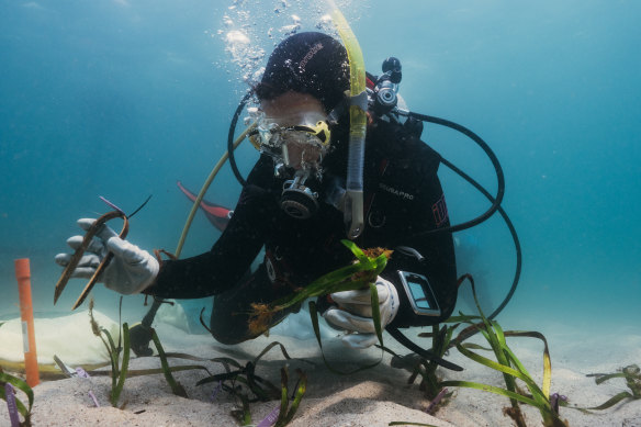 Marine scientists use washed-up strands of Posidonia seagrass to restore damaged meadows.