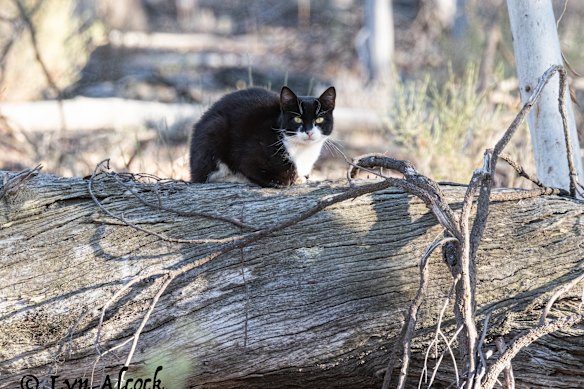 A feral cat in Dryandra, WA.