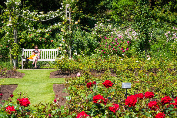 Relaxing among the roses in Queen Mary’s Gardens.