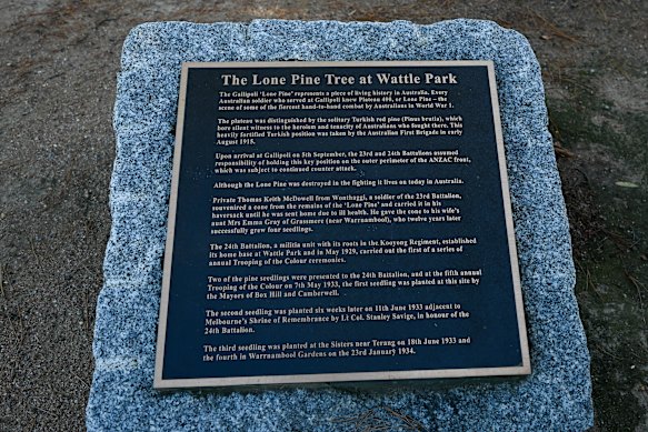 A plaque explaining the significance of Wattle Park’s lone pine.