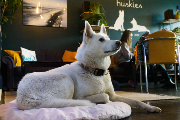 Coffee with a side of canine cuteness at Cafe Huskies.
