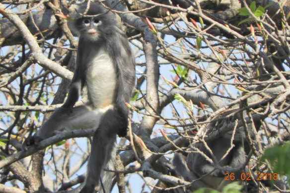Endangered: The Popa langur is a cute primate that has only just been identified as a separate species. There are only about 200 left.  