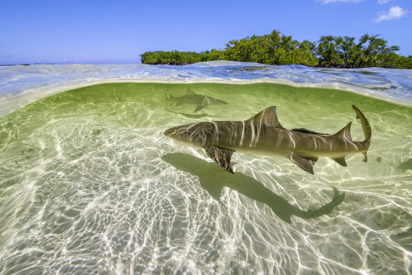 Lemon sharks in the Bahamas in A Perfect Planet,