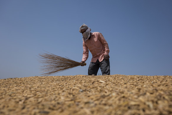 A worker cleans rice paddy at a wholesale market in the outskirts in New Delhi, India. With the world facing mounting food insecurity because of shortages and soaring costs, governments will be watching rice prices for any sign that political unrest is about to erupt.