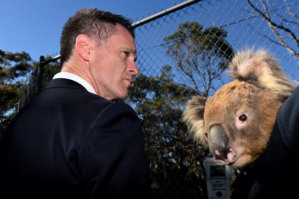 Chris Minns’ government could face a test over koala habitat.