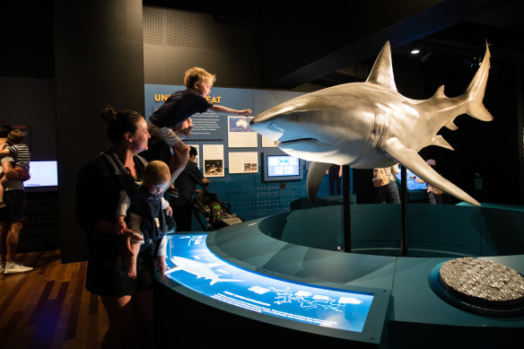 Up close with sharks at the Australian Museum.