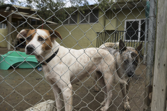 The coronavirus lockdown has increased demand to adopt and foster rescue animals. Staffy cross Marshmallow and cattle dog cross Clyde await their turn at Monika's Rescue Shelter.