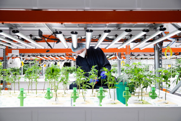 An Australian Natural Therapeutics worker prunes cannabis seedlings.