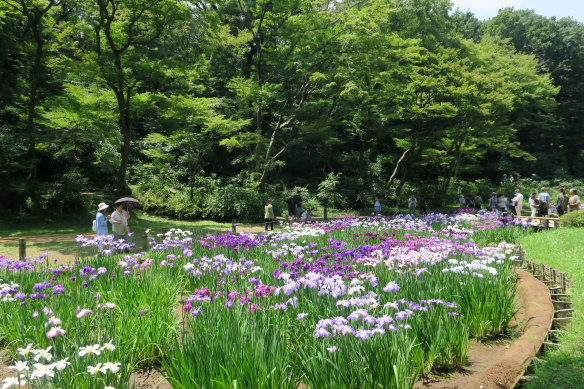 The irises bloom around June in the inner garden.