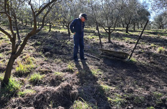 Malcolm Scott surveys the damage caused by feral pigs in his olive groves in the Megalong Valley.