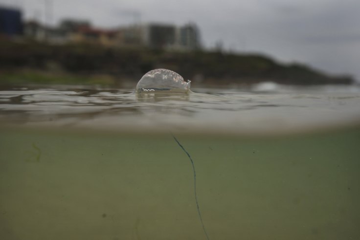 Bluebottles visit Sydney's beaches in droves: Why they arrive each summer