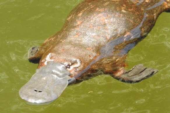 Platypuses are listed as "near-threatened" on the International Union for Conservation of Nature Red List.