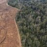 The government promised a koala national park. Then the loggers moved in