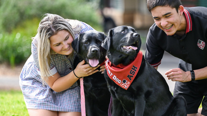 Therapy dogs lift Victorian students health but experts warn