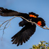 Red-tailed black cockatoo