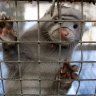 No virus concerns from mass Danish mink cull, Australian experts say