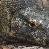 Here be dragons. A large Komodo lying on the beach.