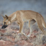 Collared dingo bites woman on K’gari in latest island attack