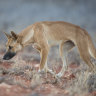 A dingo has attacked a woman on K’gari.