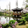 Cherry blossoms on a lake in Bomun, Gyeongju.