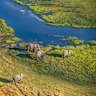 An elephant herd grazes by the Khwai River within the Okavango Delta